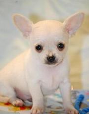  Healthy Chihuahua puppies available