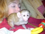 outstanding baby monkey