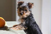 Sweet And Charming Yorkie Puppies For Adoption