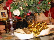 Adorable Male And Female Yorkie Puppies Ready For A New Home.
