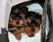 cute and lovely yorkie puppies for free adoption