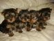 Lovely Teacup Yorkie Puppies For Free Adoption